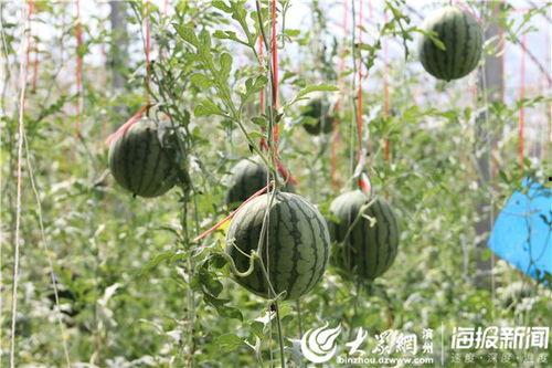 诸暨网红吃瓜事件视频,一场网络狂欢背后的真相揭秘